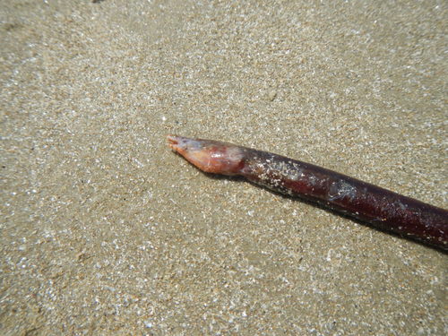 Sailfin worm eel (Letharchus velifer) — Ophichthidae — 3