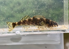 Harlequin Darter photo 3
