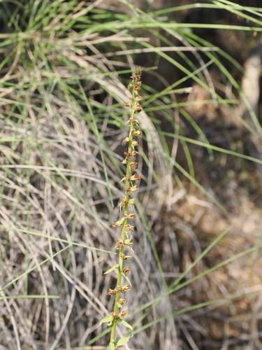 Image of Digitalis laevigata by (c) Lucas Christofides, some rights reserved (CC BY)