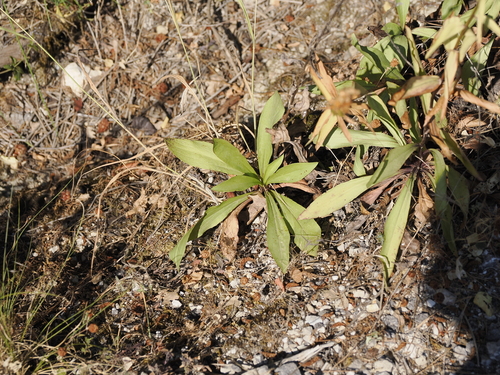 Image of Grecian Foxglove (Digitalis laevigata) by (c) Lucas Christofides, some rights reserved (CC BY)