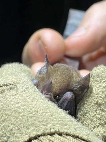 Patton's Nectar Bat
