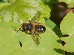 Megachile willughbiella