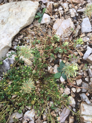Trifolium stellatum