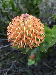 Leucospermum × hybridum