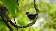 Turdus flavipes