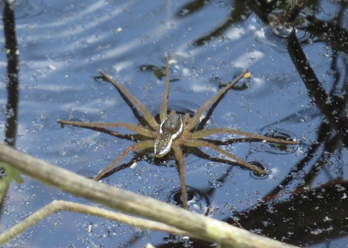 Six-spotted fishing spider