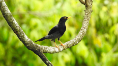 Turdus flavipes