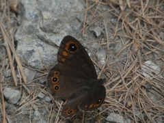 Lasiommata petropolitana