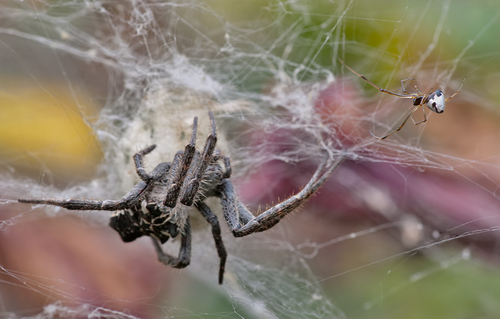Tropical Tent-web Spider