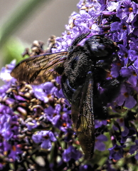 Xylocopa sonorina
