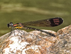 Heliocypha bisignata