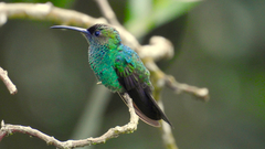 Chalybura buffonii