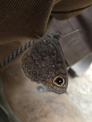 Lasiommata petropolitana