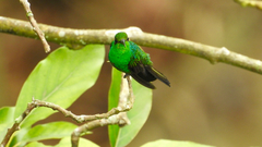 Chalybura buffonii
