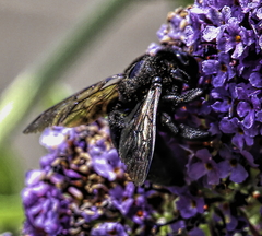 Xylocopa sonorina