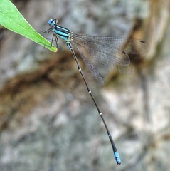 Caconeura ramburi
