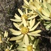 Leucadendron tinctum - Photo (c) aidanm,  זכויות יוצרים חלקיות (CC BY-NC)