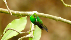 Chalybura buffonii