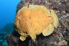 Commerson's Frogfish photo 3