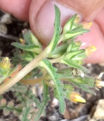 Mentzelia montana