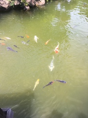 Cyprinus rubrofuscus