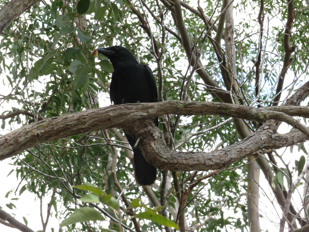 Crows and Ravens from Brisbane QLD, Australia on July 24, 2024 at 12:39 ...