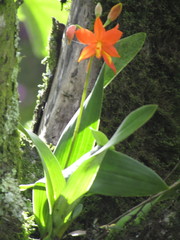 Prosthechea vitellina