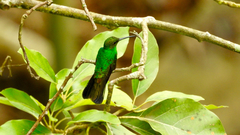 Chalybura buffonii