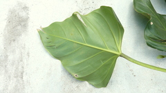 Philodendron fragrantissimum