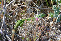 Lacerta trilineata