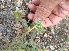 Mentzelia montana