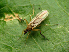 Platypalpus discifer