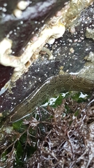 Pholis ornata