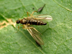 Platypalpus discifer