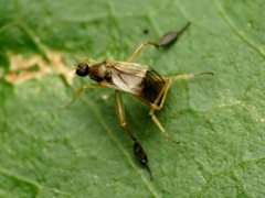 Platypalpus discifer