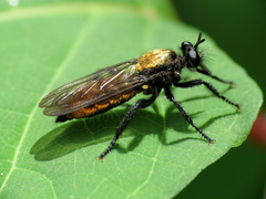 Laphria sericea