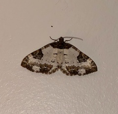 Melanthia procellata