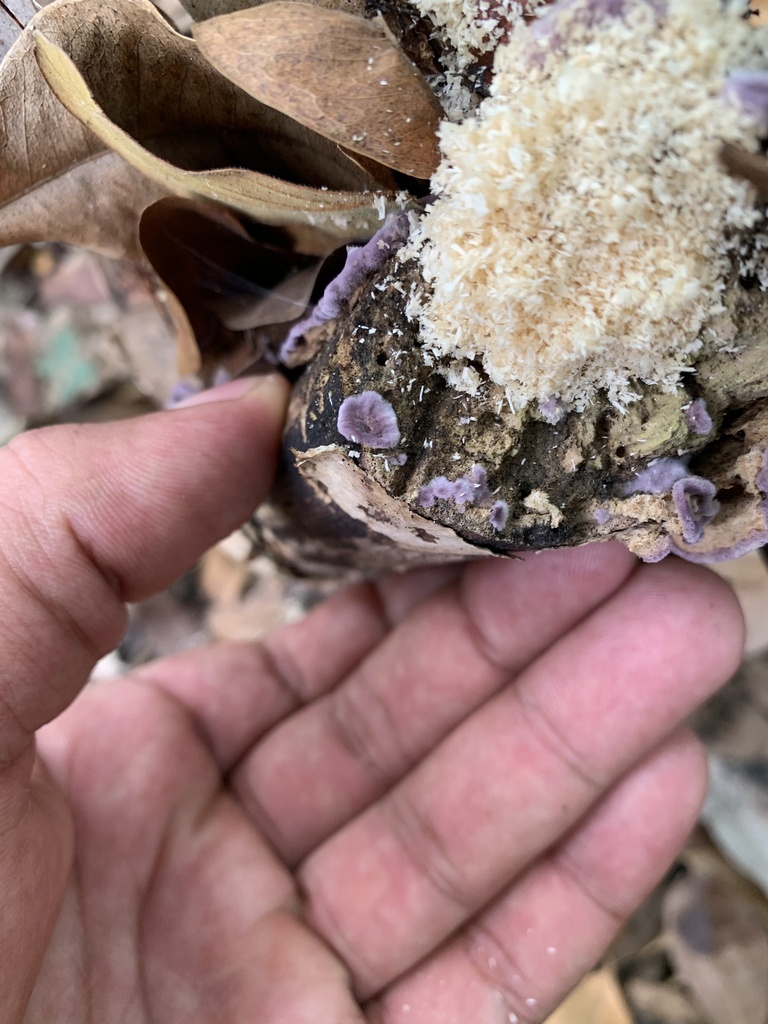 Lopharia papyrina