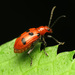 Shining Leaf Beetles - Photo (c) Katja Schulz, some rights reserved (CC BY)