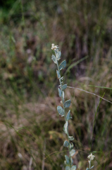Fibigia clypeata