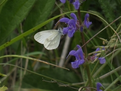 Dismorphiinae