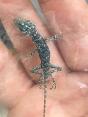 Sceloporus cyanogenys