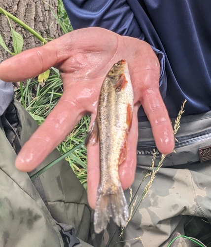 Chihuahua chub (Gila nigrescens) — Cyprinidae