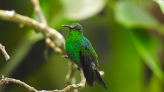 Chalybura buffonii