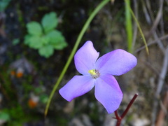 Arthrostemma parvifolium, photograph (c) Alexis López Hernández, some rights reserved (CC BY)