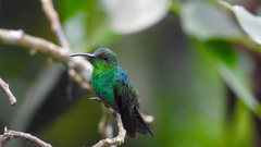 Chalybura buffonii