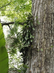 (c) Lucas Christofides, some rights reserved (CC BY) Bulbophyllum vaginatum, photograph (c) Lucas Christofides, some rights reserved (CC BY)
