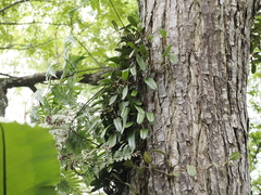 (c) Lucas Christofides, some rights reserved (CC BY) Bulbophyllum vaginatum, photograph (c) Lucas Christofides, some rights reserved (CC BY)