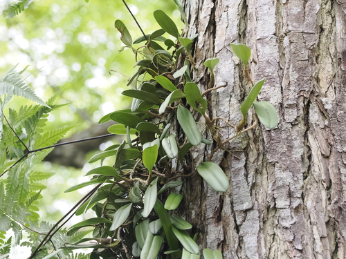Bulbophyllum vaginatum, photograph 6