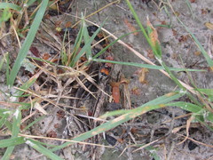 Pseudomethoca oceola